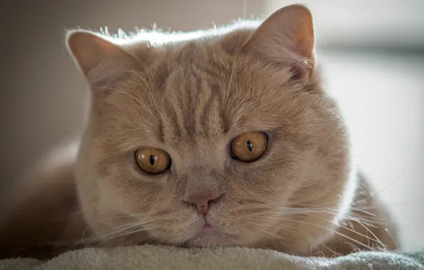 Кот, взгляд, мордочка, котэ, Британская короткошёрстная кошка