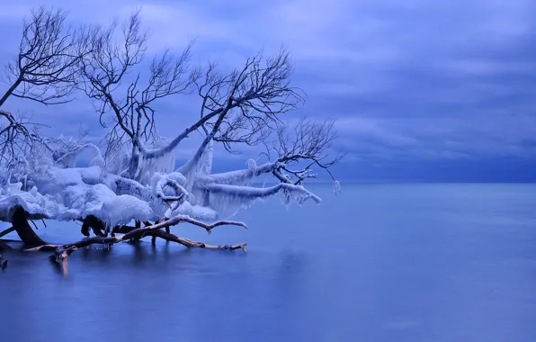 Лед, зима, сосульки, Канада, Уитби, озеро Онтарио, упавшее дерево