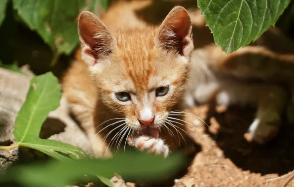 Кошка, листья, свет, котенок, рыжий, мордашка, вылизывание