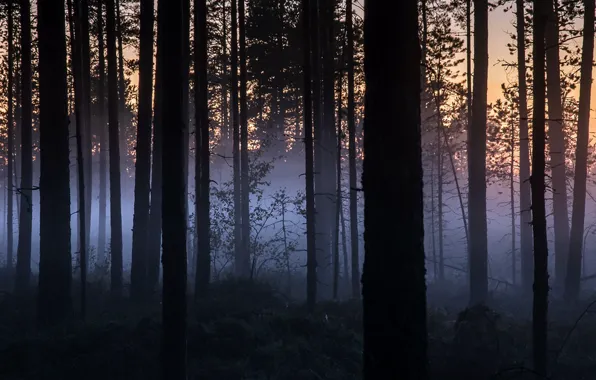 Лес, ночь, туман