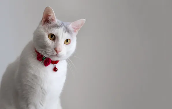 Картинка белый, кот, взгляд, мордочка
