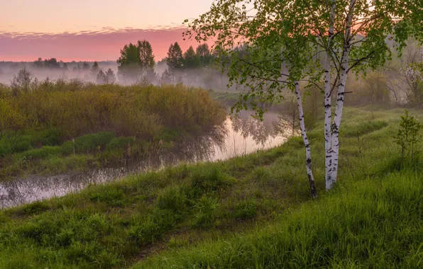 Картинка деревья, пейзаж, природа, туман, утро, травы, берёзы, кусты