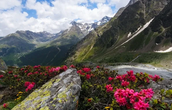 Пейзаж, цветы, горы