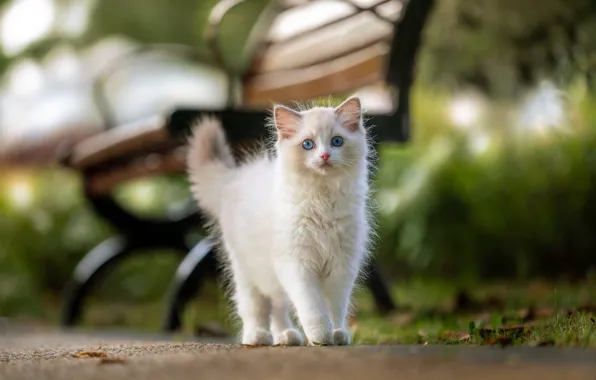 Кошка, белый, взгляд, скамейка, природа, парк, котенок, лавочка