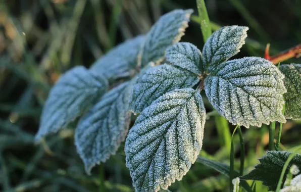 Leaf, plant, frost