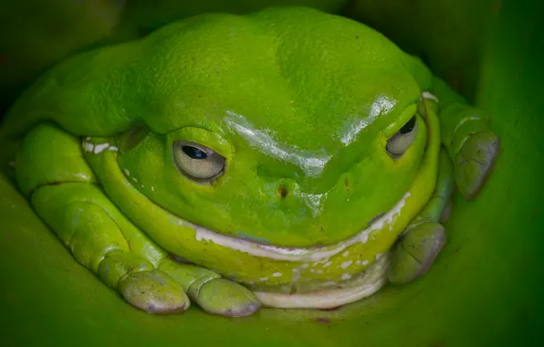 Картинка лягушка, Австралия, зелёная