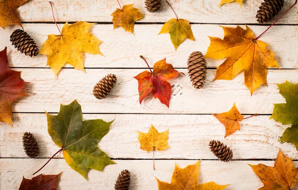 Картинка осень, листья, фон, colorful, клен, wood, autumn, leaves