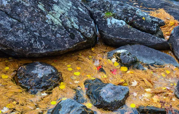 Осень, листья, вода, ручей, камни