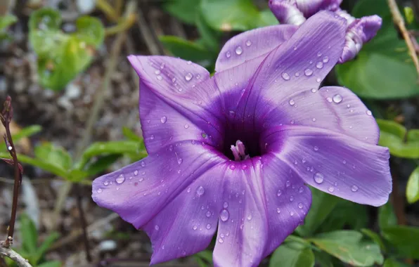 Картинка цветок, фиолетовый, природа