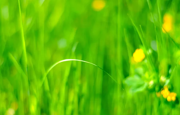 Картинка поле, трава, цветы, луг