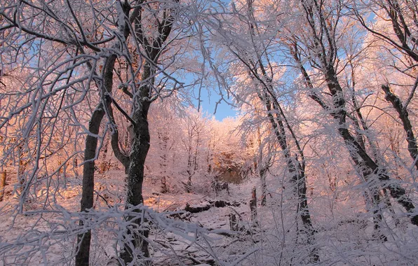 Картинка зима, иней, лес, снег, деревья, ветки, природа, мороз