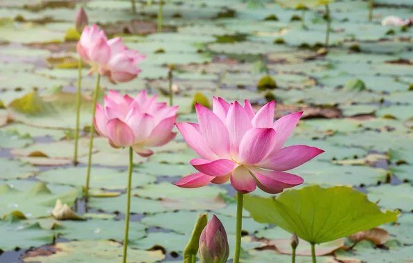 Картинка цветы, озеро, розовый, лотос, бутоны, pink, flowers, lake