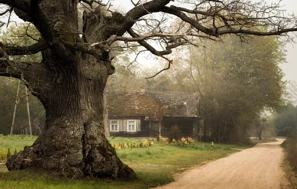 Картинка дорога, дом, дерево