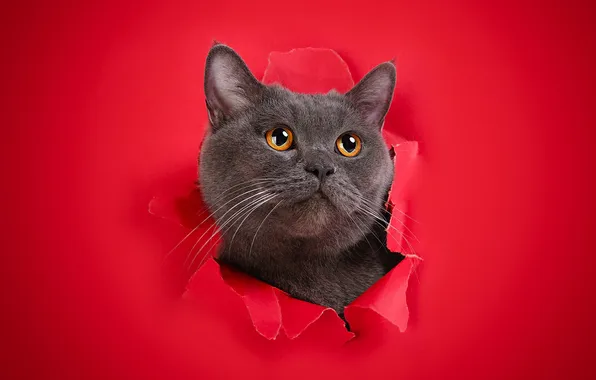 Кошка, кот, взгляд, поза, мордашка