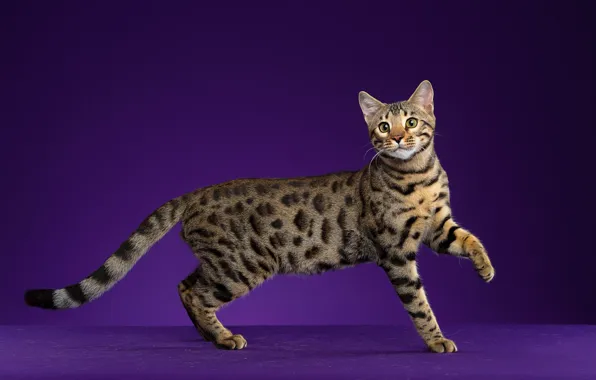 Кошка, кот, темный фон, фиолетовый фон, бенгальская