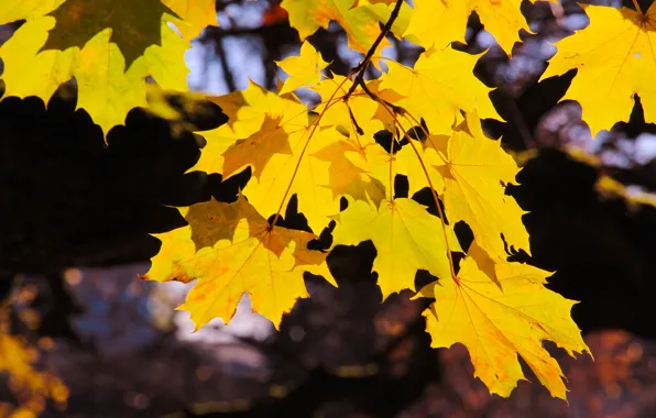 Forest, yellow, park, autumn, tree, leaf, fall, twig