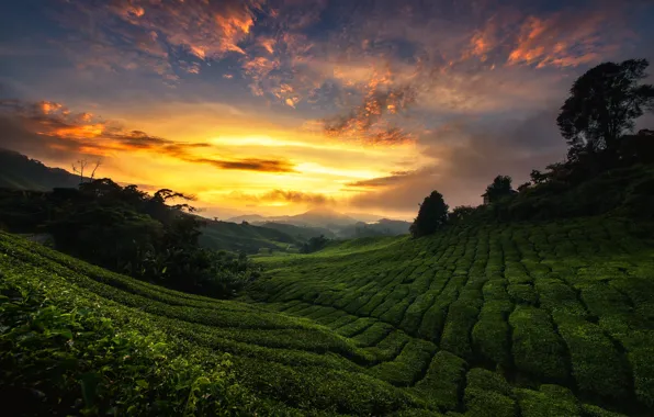 Картинка небо, закат, холмы, чай, Малайзия, плантация