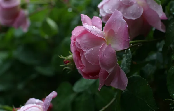 Картинка лето, капли, цветы, розовый, бутон, Розы