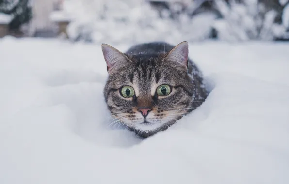 Холод, зима, кошка, кот, взгляд, снег, природа, серый