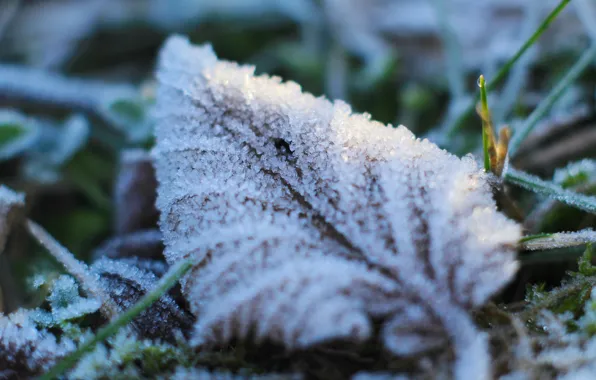 White, leaf, cold, hoarfrost