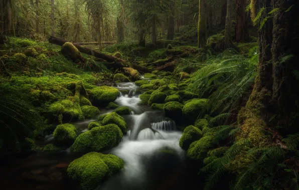 Картинка лес, ручей, камни, мох, США, Oregon
