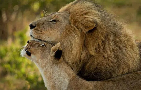 Love, lions, animal, Africa, big cats, liones, India.