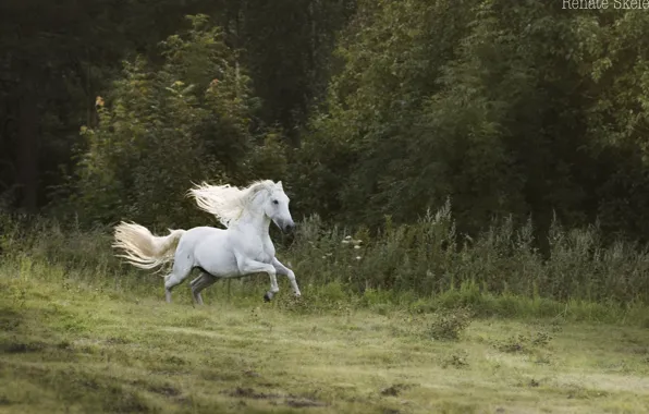 Картинка лес, белый, движение, конь, лошадь, скорость, жеребец, луг