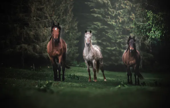 Картинка лес, поляна, кони, лошади, трио, троица
