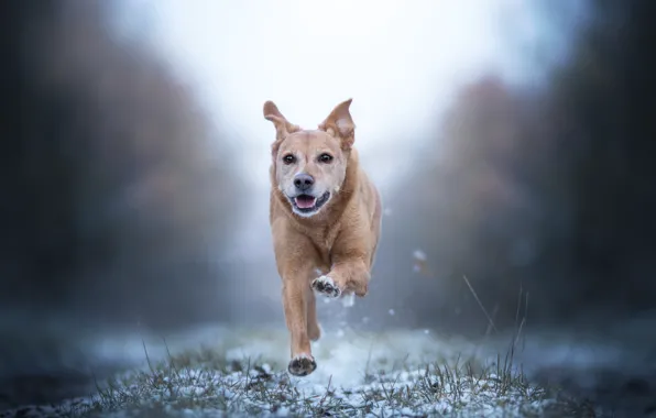 Картинка снег, собака, бег, прогулка, боке
