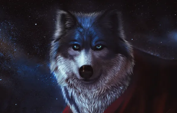 Картинка небо, ночь, Собака, красный шарф