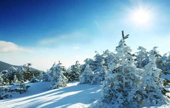 Картинка солнце, деревья, елки, winter, snow, зимний пейзаж