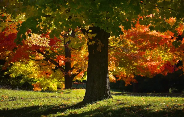 Картинка осень, природа, парк, дерево