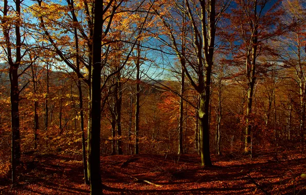 Картинка осень, небо, листья, деревья, горы