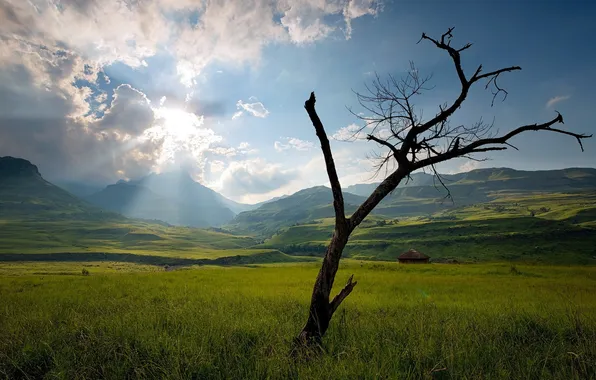 Поле, деревья, пейзаж, утро