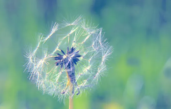 Plant, delicate, dandelion