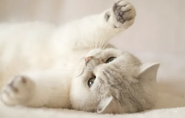 Кошка, белый, кот, взгляд, поза, котенок, фон, светлый