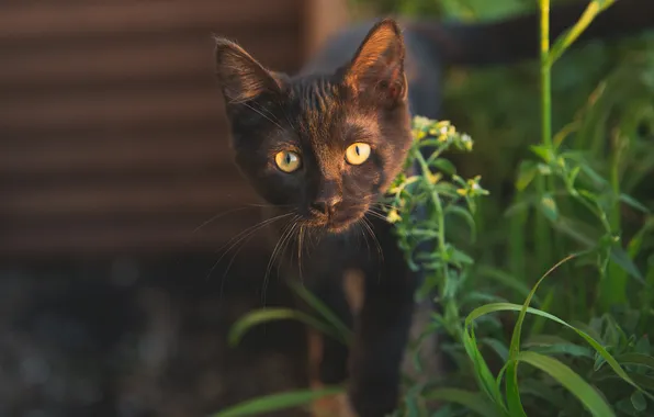 Кошка, трава, взгляд, листья, свет, поза, котенок, черный