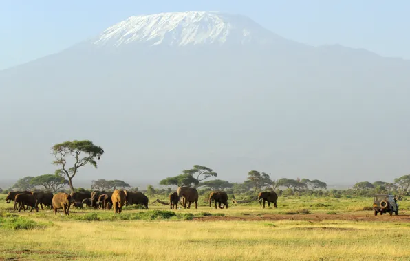 Гора, вулкан, Африка, слоны, стадо, Килиманджаро