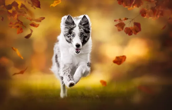 Картинка осень, листья, собака, размытость, бег, боке