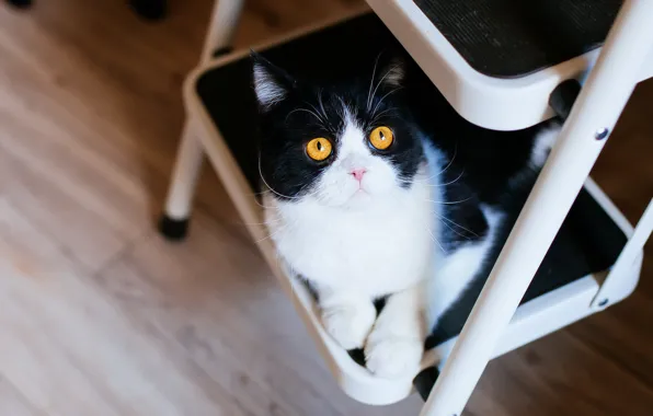 Кошка, кот, взгляд, металл, черно-белый, лестница, пол, лежит