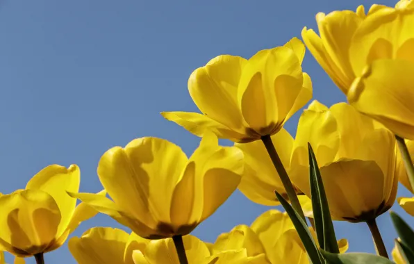 Картинка небо, лепестки, тюльпаны, бутоны, жёлтые тюльпаны