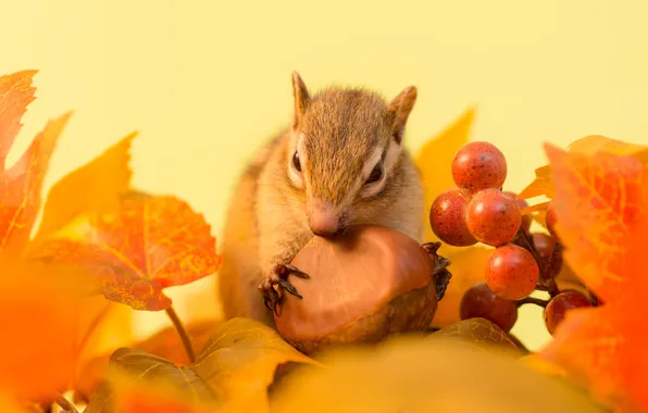 Картинка осень, листья, ягоды, веточка, орех, бурундук, зимний припас