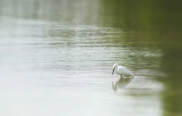 Картинка природа, озеро, птица