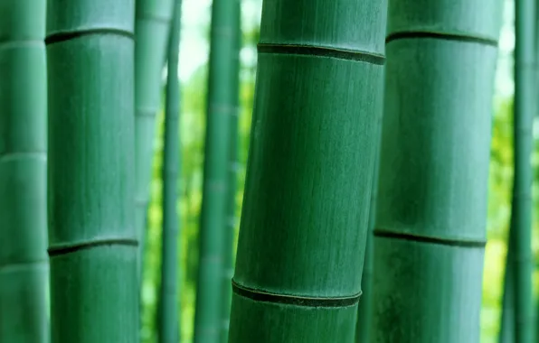 Макро, природа, бамбук, ствол