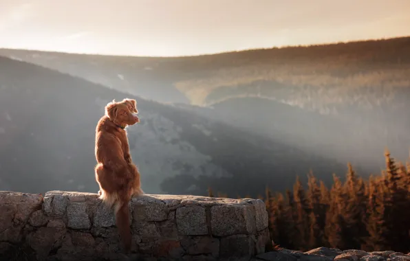 Wall, forest, Dog, photography, trees, landscape, nature, photo