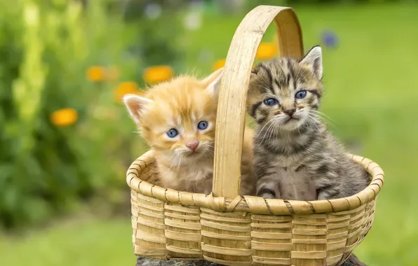 Корзина, котята, лужайка