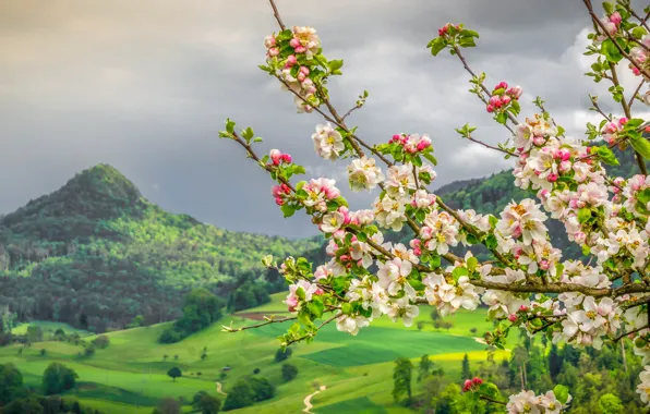 Картинка горы, ветки, весна, Швейцария, долина, яблоня, цветение, Switzerland