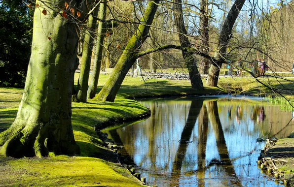Trees, park, pond