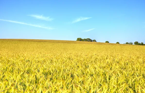 Картинка пшеница, поле, небо, облака, деревья, сельская местность, ферма, поле пшеницы