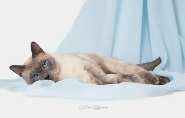 Кошка, глаза, кот, голубые глаза, серый фон, тайский кот, тайская кошка